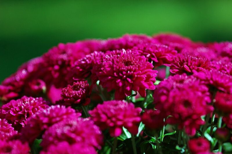 Purple Chrysanthemum Flowers — Magenta
