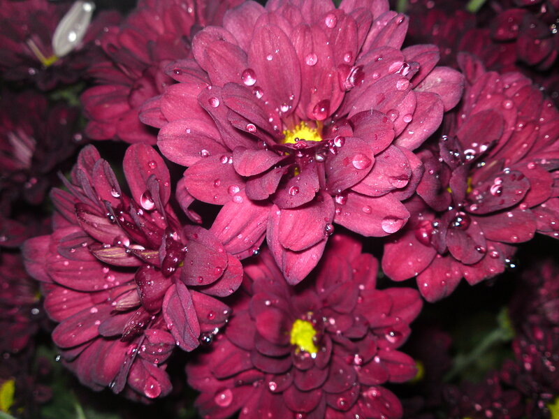 Purple Chrysanthemum Flowers — Moist