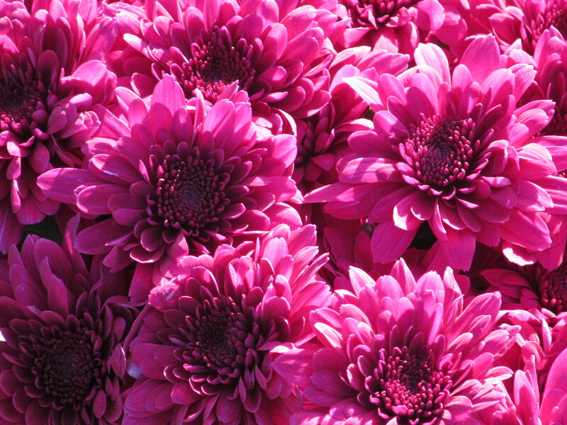 Purple Chrysanthemum Flowers — Pink