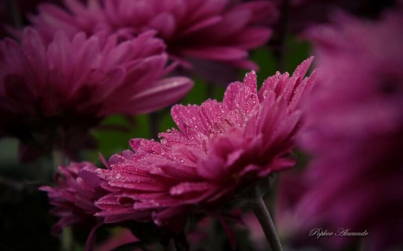 Purple Chrysanthemum Flowers — Serene, Morning