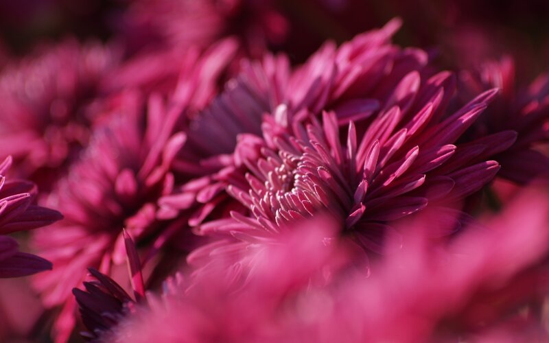 Purple Chrysanthemum Flowers — Serene, Photograph