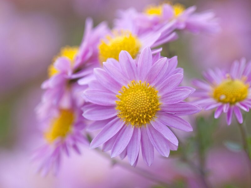 Purple Chrysanthemum Flowers — Serene, Spring