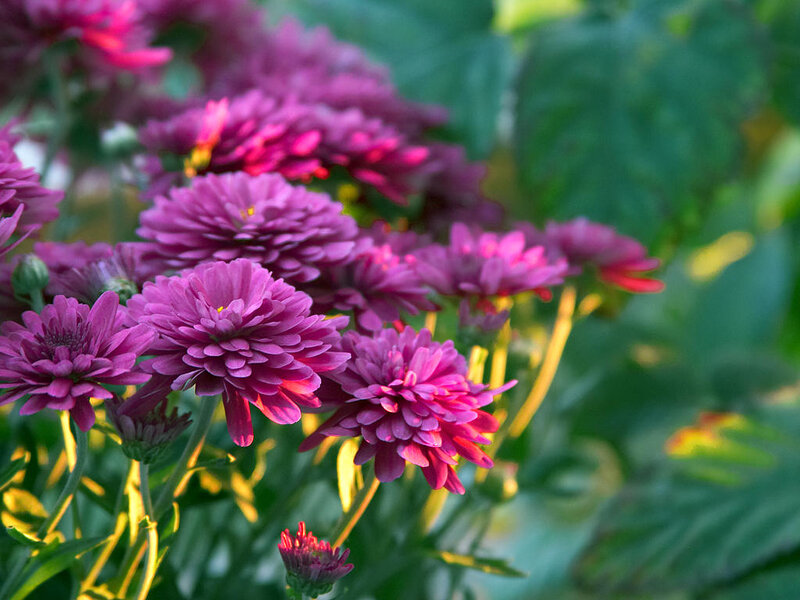 Purple Chrysanthemum Flowers — Serene, Sunset