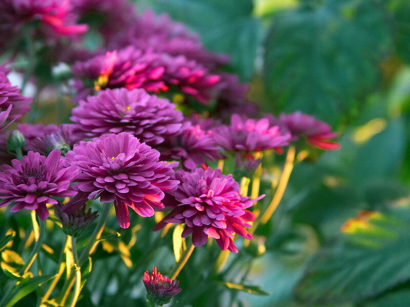 Purple Chrysanthemum Flowers — Serene