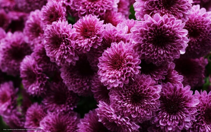 Purple chrysanthemum flowers