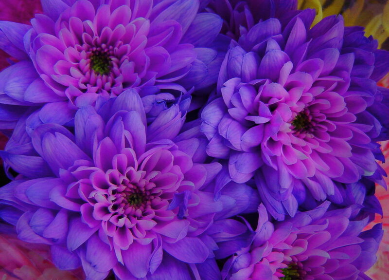 Purple Chrysanthemum Flowers — Vibrant
