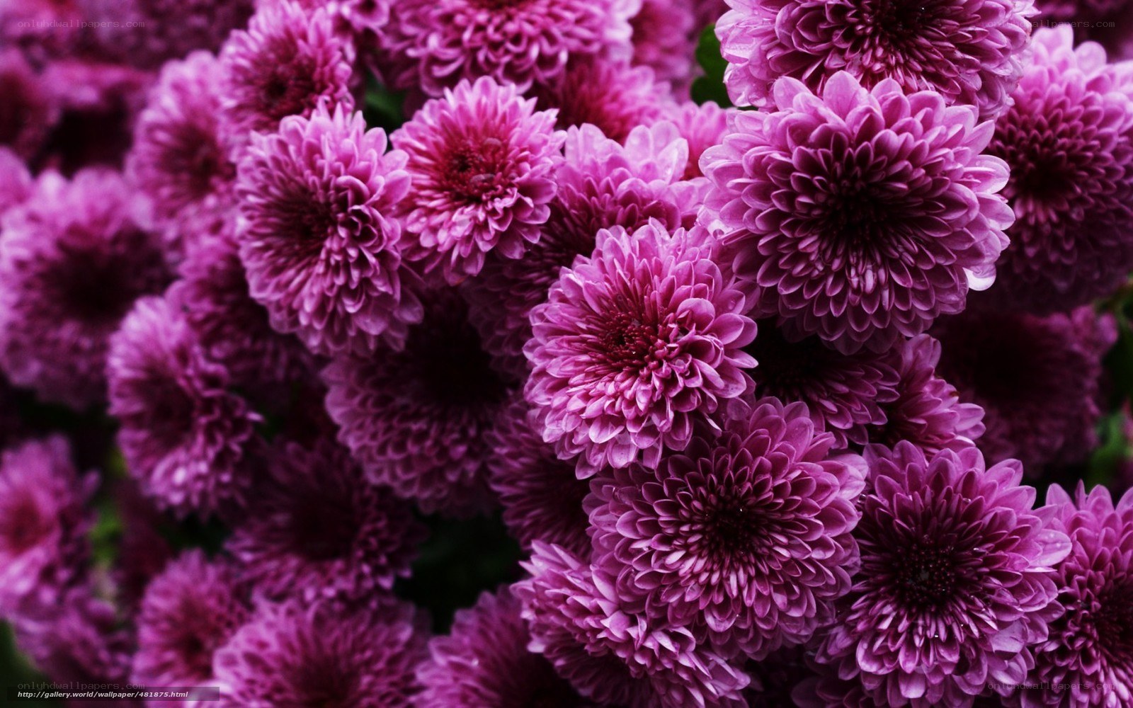 Purple chrysanthemum flowers