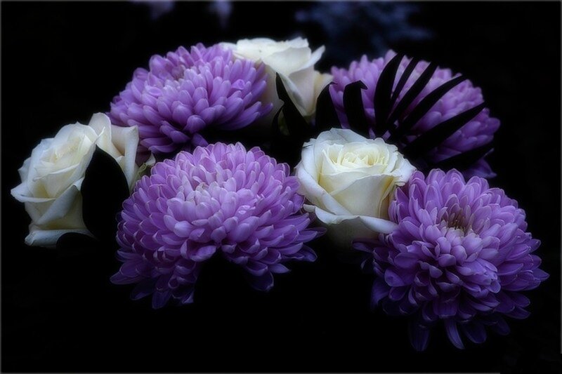 Purple Chrysanthemums and Roses — Dramatic