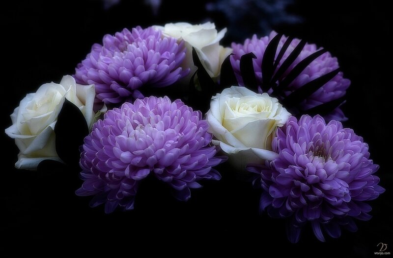 Purple Chrysanthemums and Roses