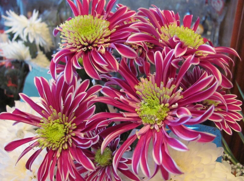 Purple Chrysanthemums — Calm, Photograph, White Flowers