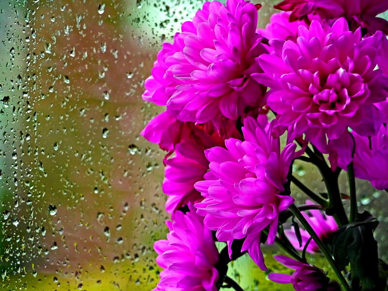 Purple Chrysanthemums — Calm