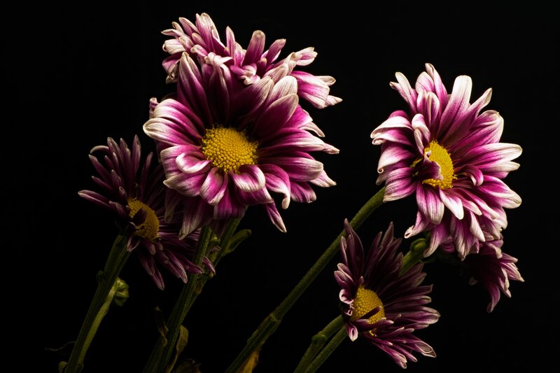Purple Chrysanthemums — Dramatic, Photograph, Flowers