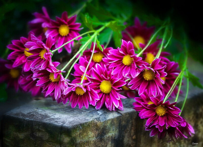 Purple Chrysanthemums — Dramatic, Photograph