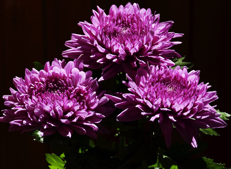 Purple Chrysanthemums — Dramatic