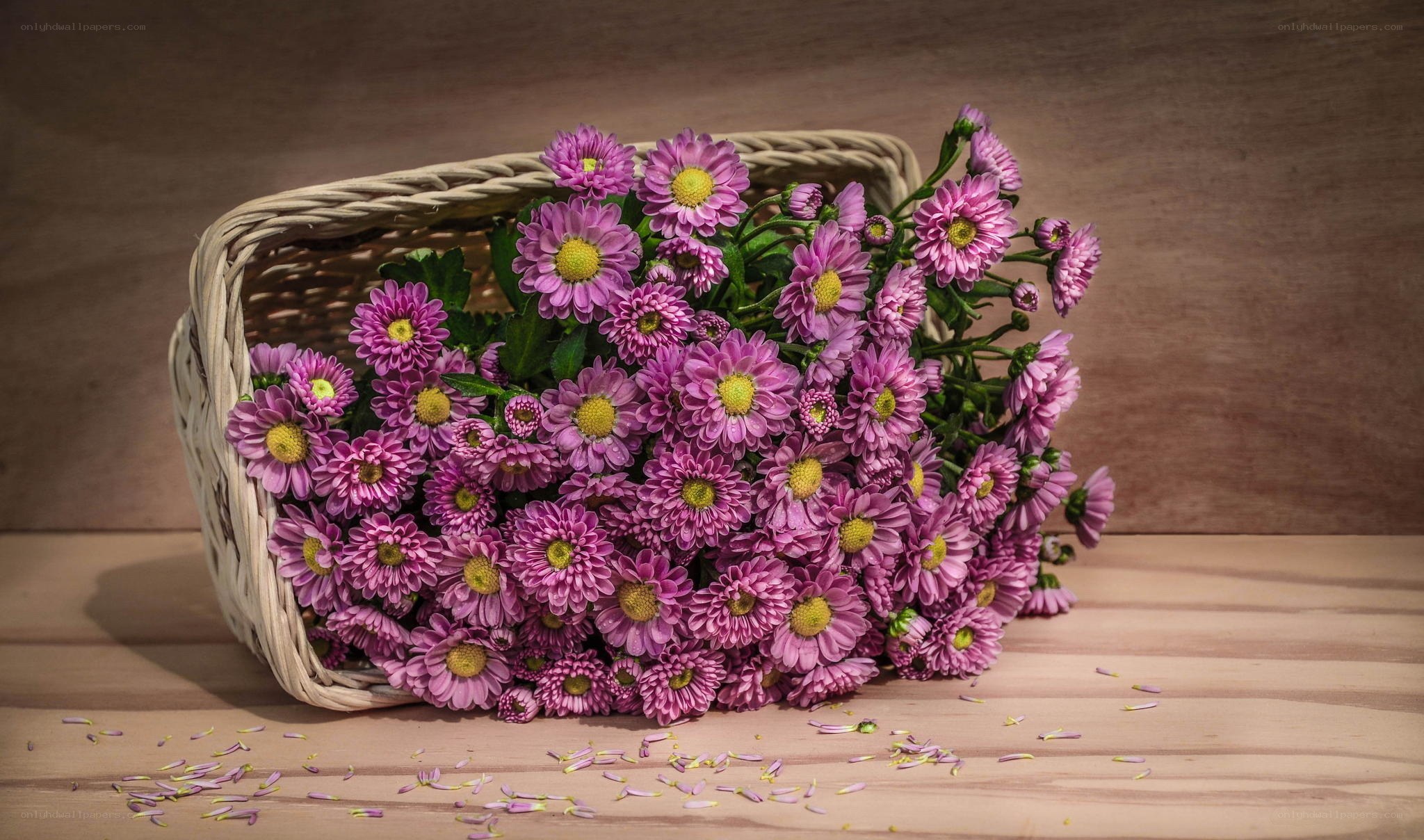 Purple chrysanthemums in a basket