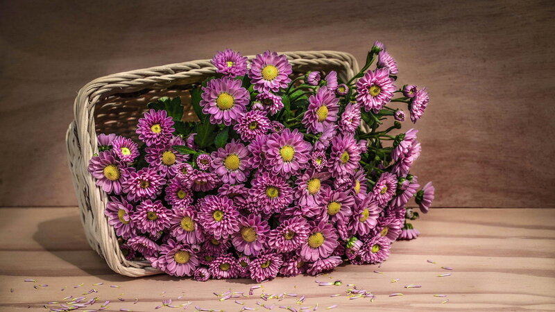 Purple Chrysanthemums in Basket — Calm, Photograph, Wooden Surface