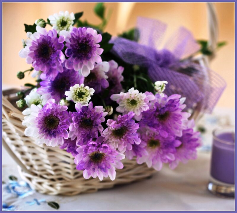 Purple Chrysanthemums in Basket — Calm
