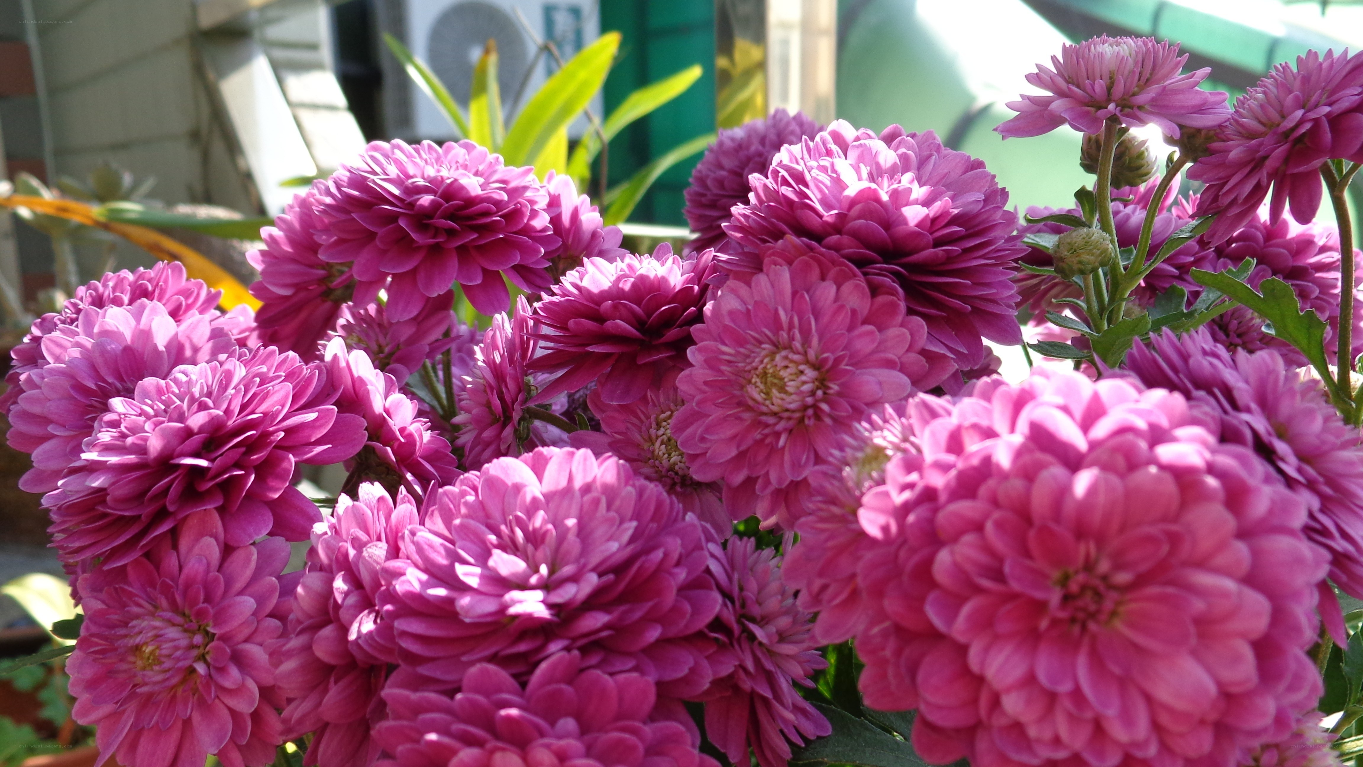 Purple chrysanthemums in bloom