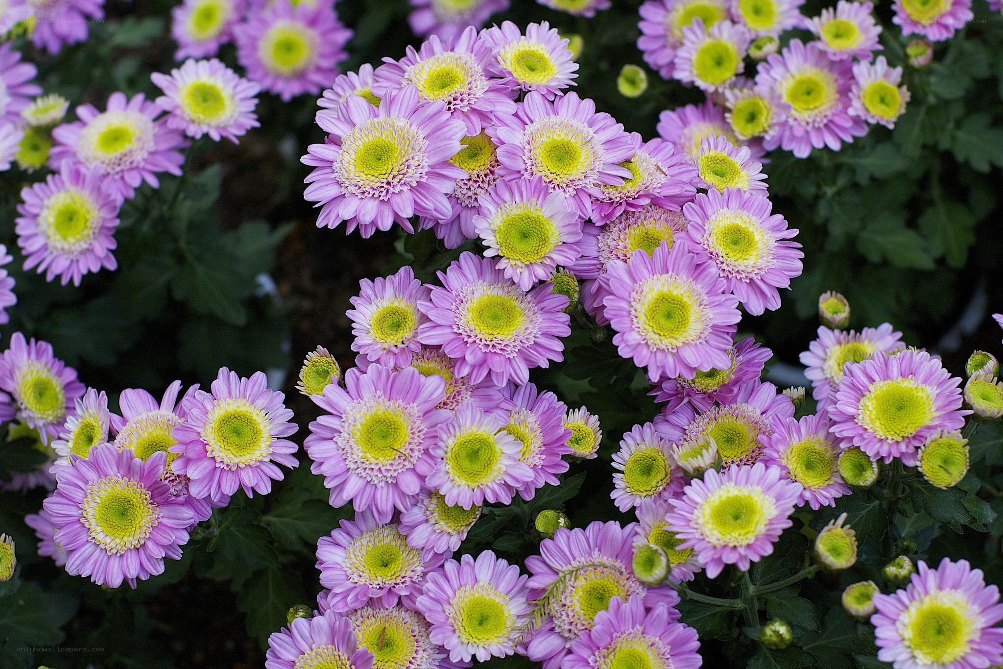 purple chrysanthemums in bloom
