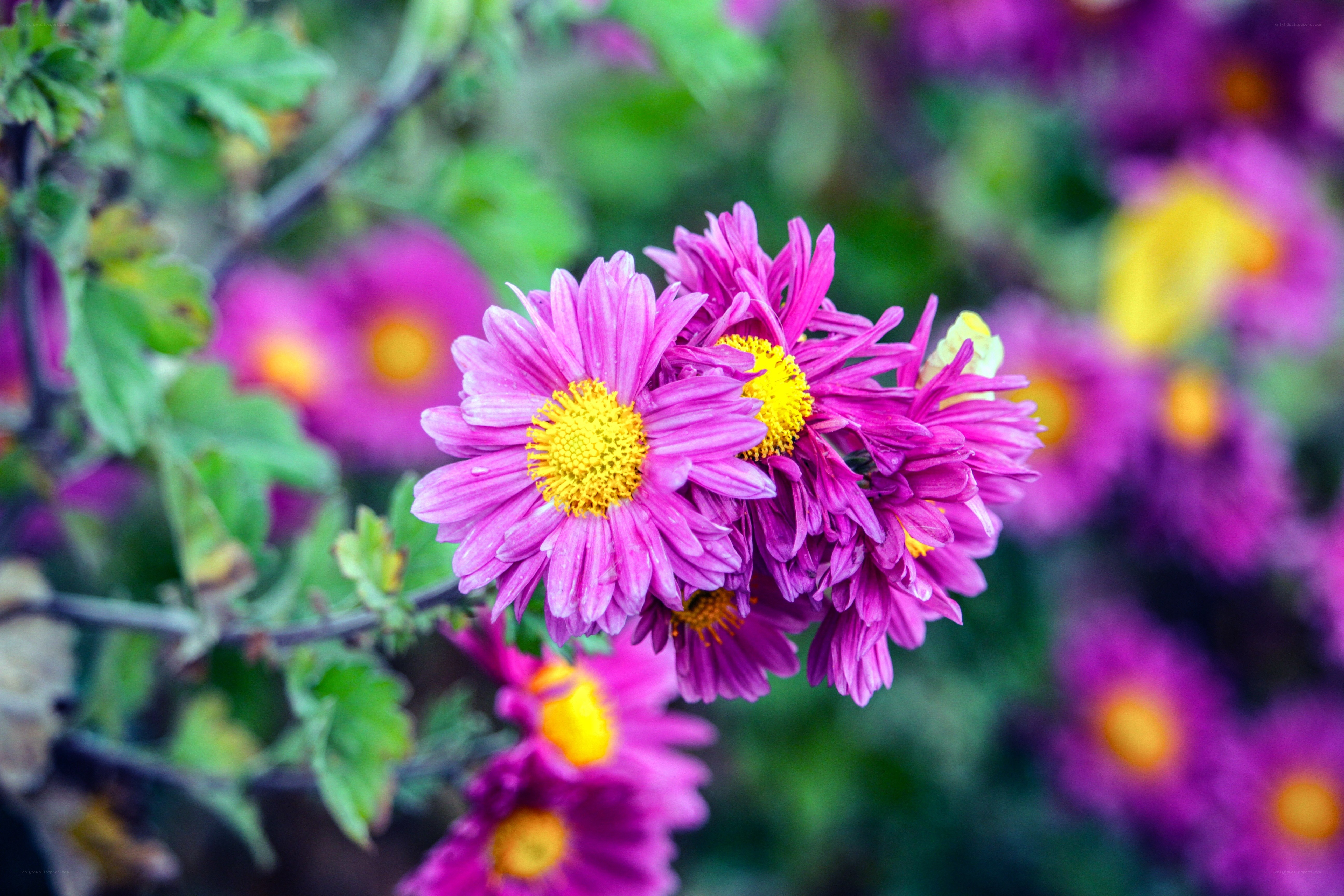 Purple chrysanthemums in bloom