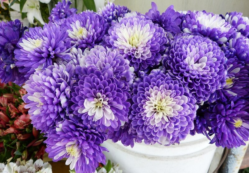 Purple Chrysanthemums in Bucket