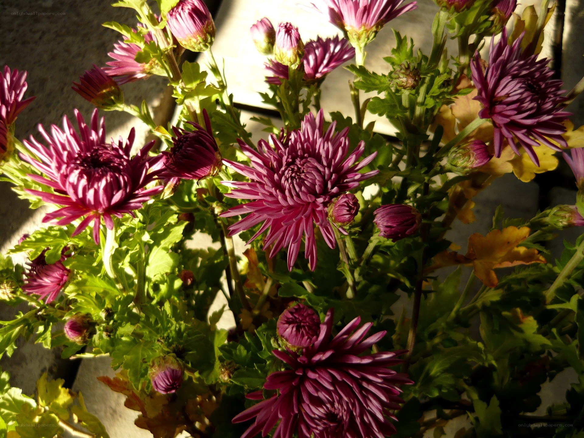 Purple chrysanthemums in sunlight