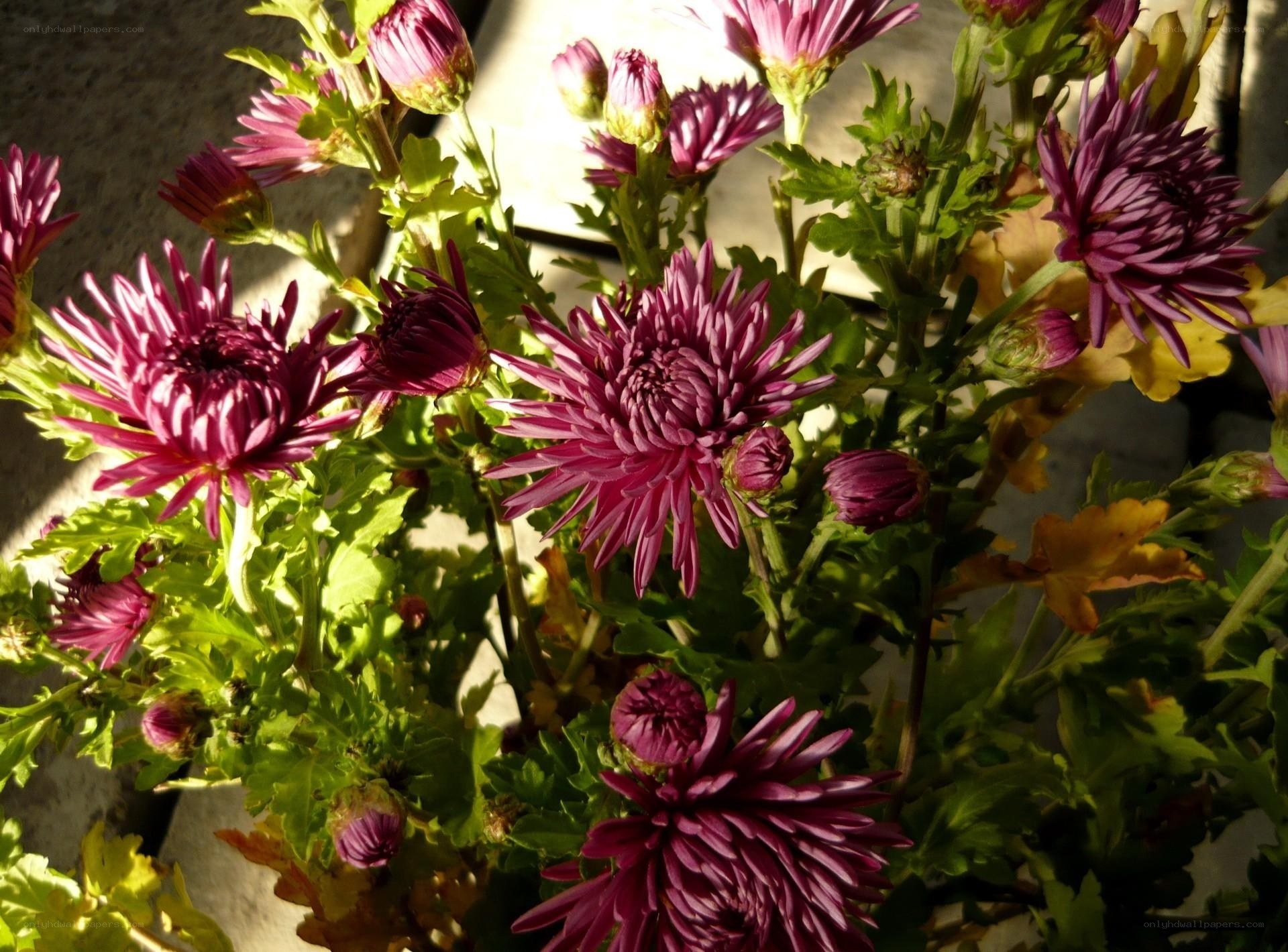 Purple chrysanthemums in sunlight