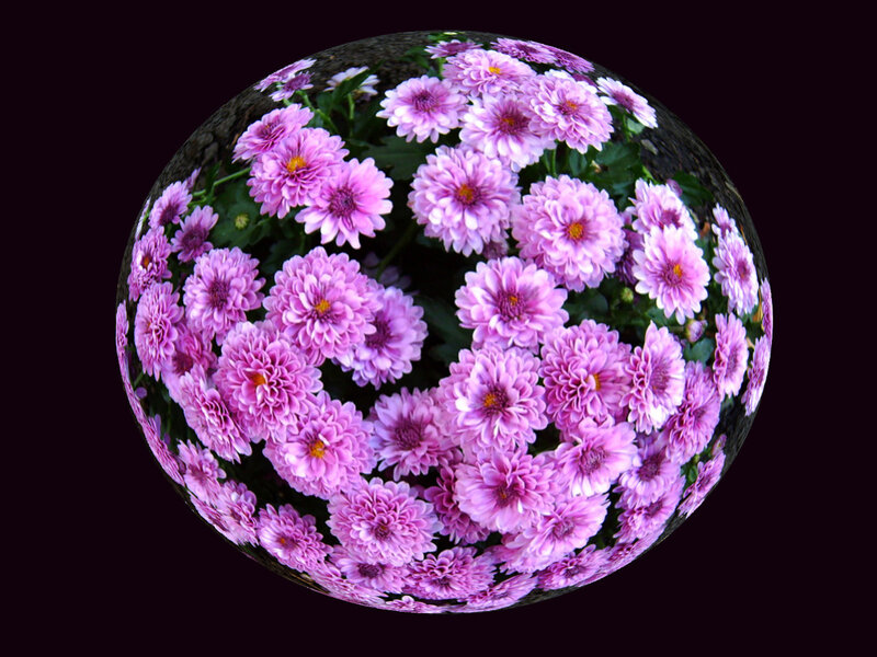 purple chrysanthemums on sphere