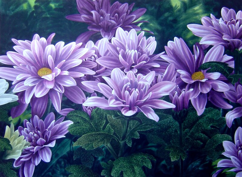 Purple Chrysanthemums — Serene