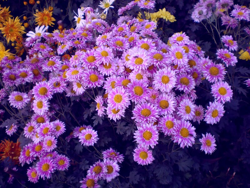 Purple Chrysanthemums