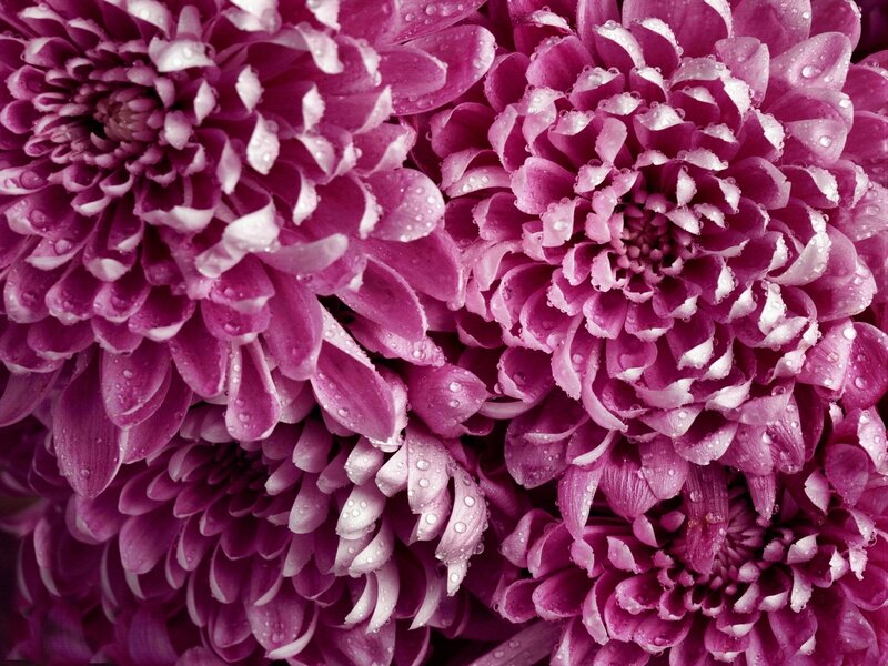 Purple chrysanthemums with water droplets