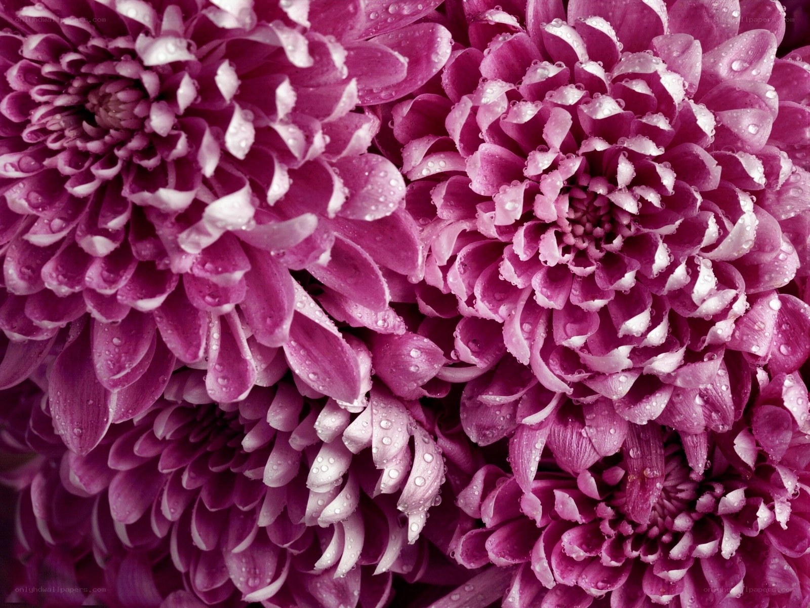 Purple chrysanthemums with water droplets