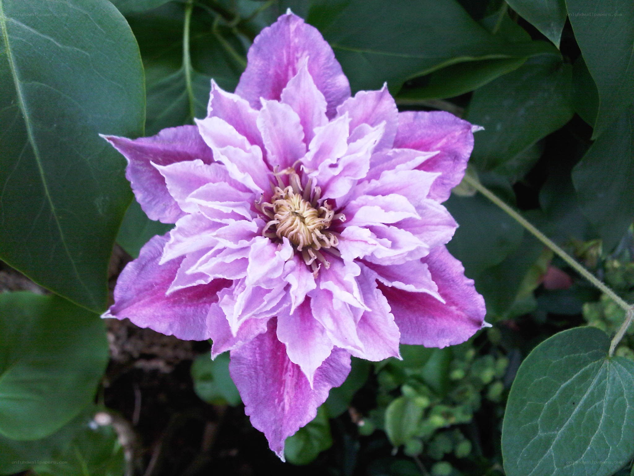 purple clematis flower
