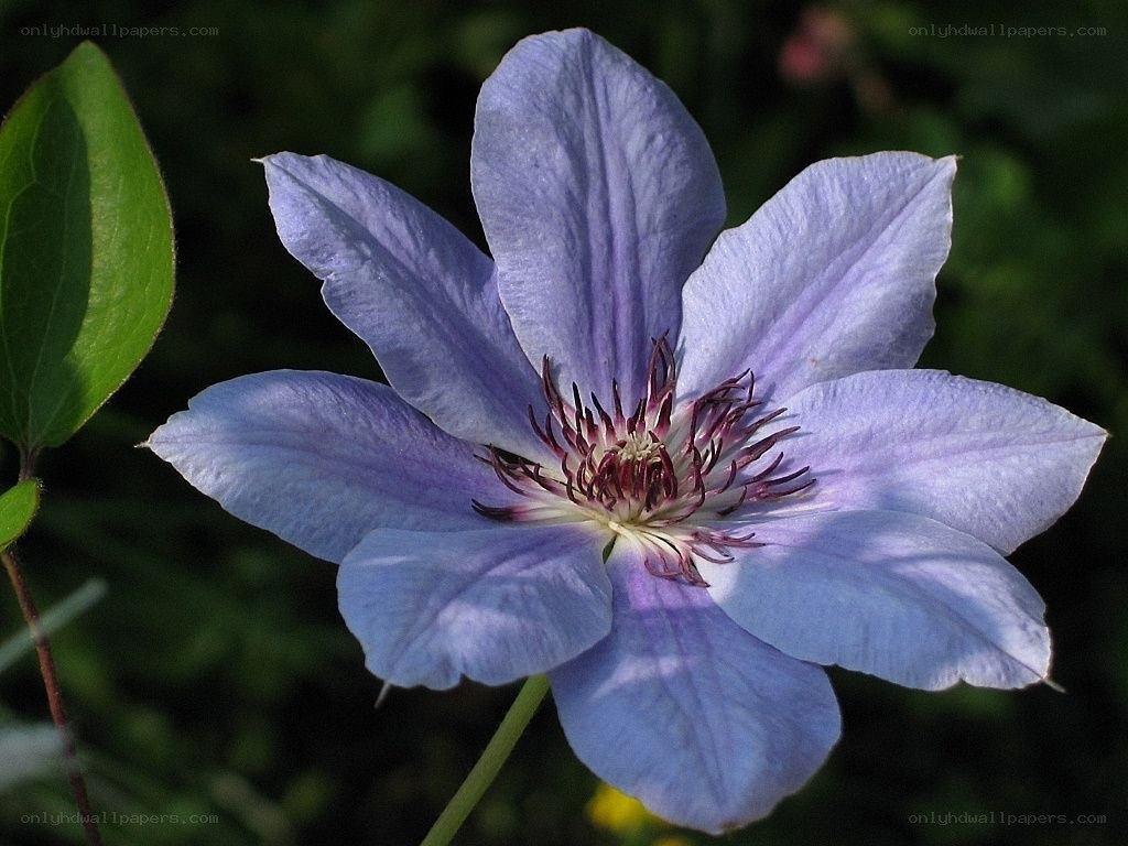 purple clematis flower