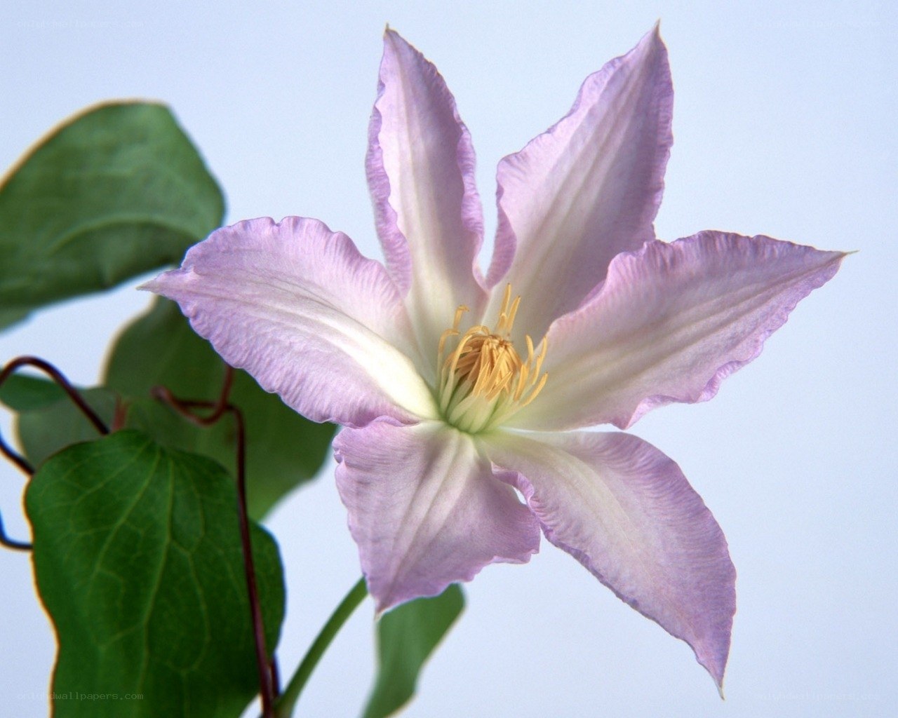 purple clematis flower