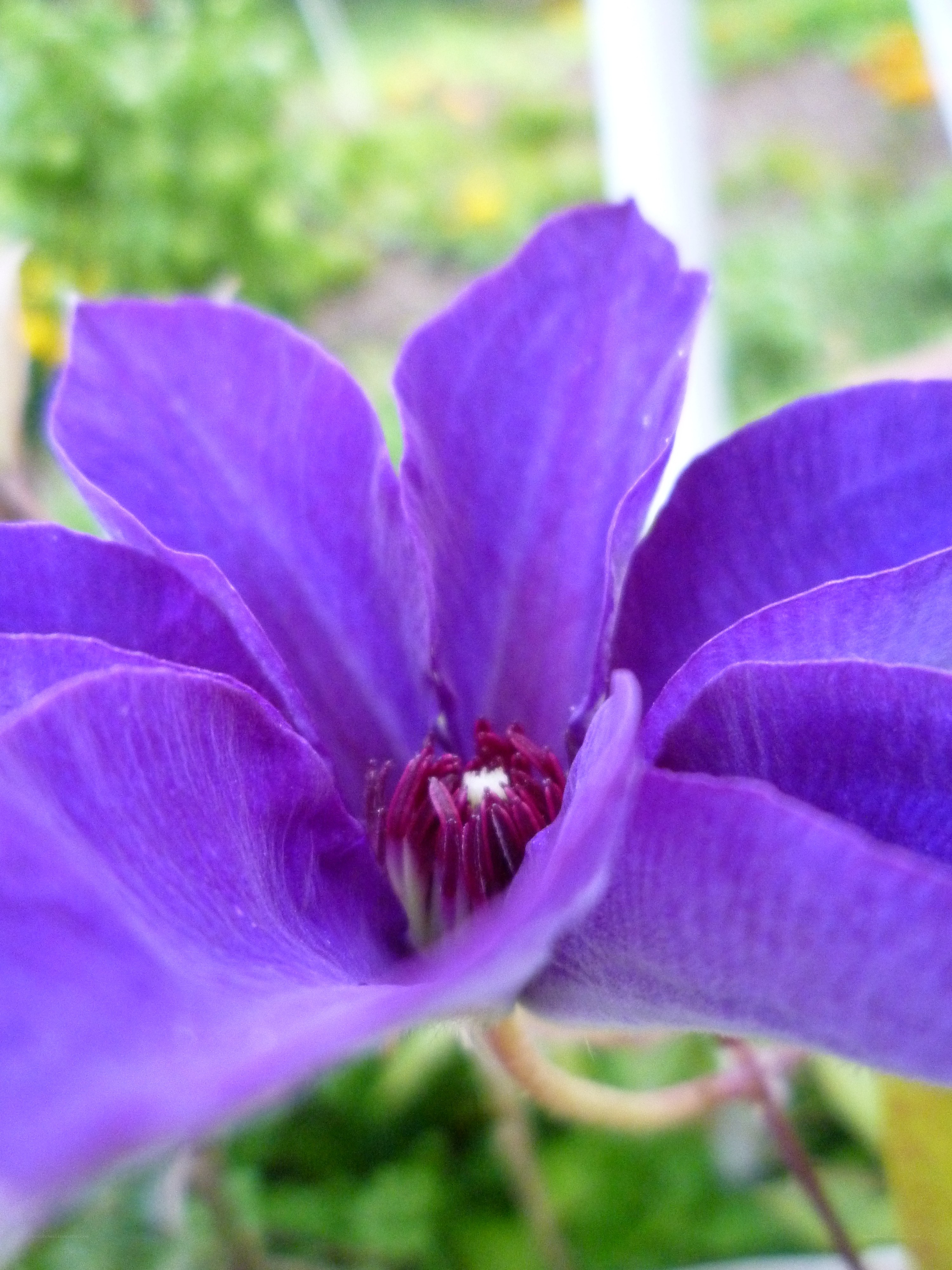 purple clematis flower