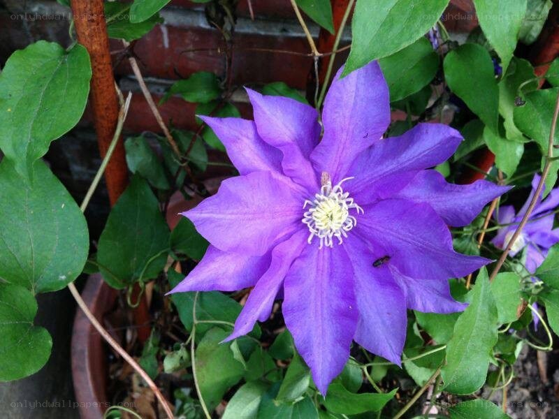 purple clematis flower