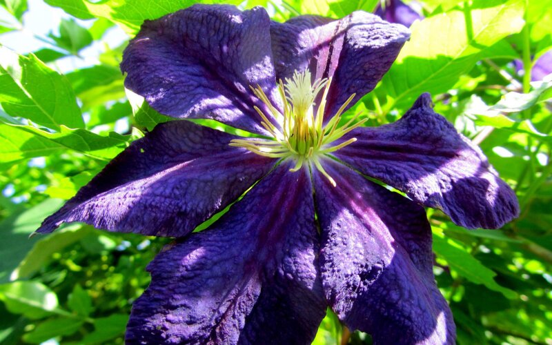 purple clematis flower