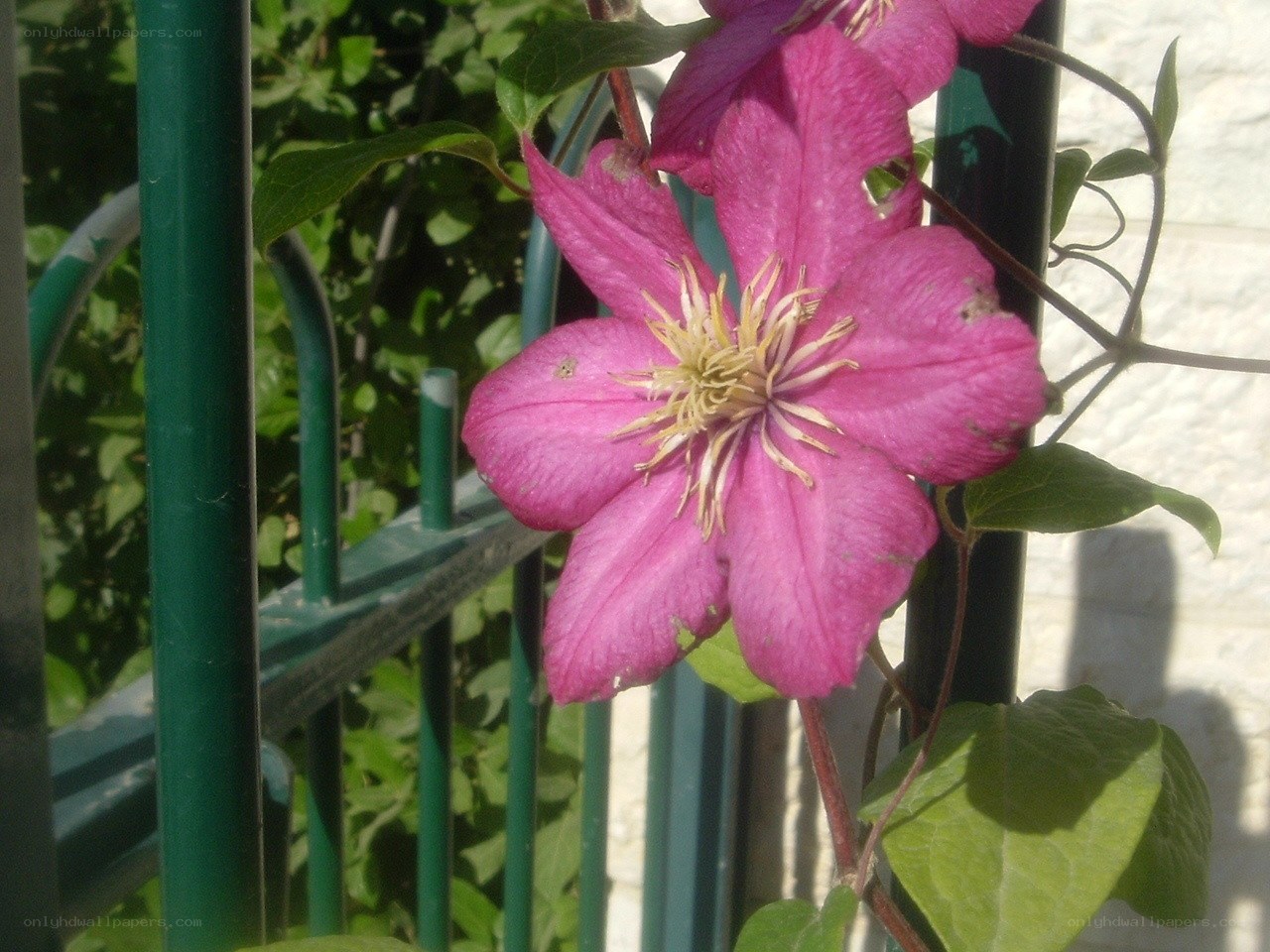 purple clematis flower