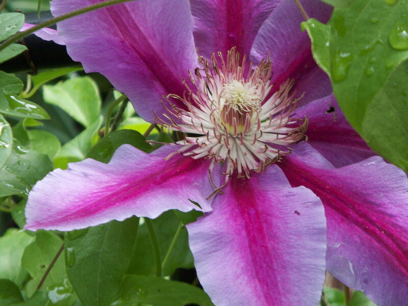 purple clematis flower