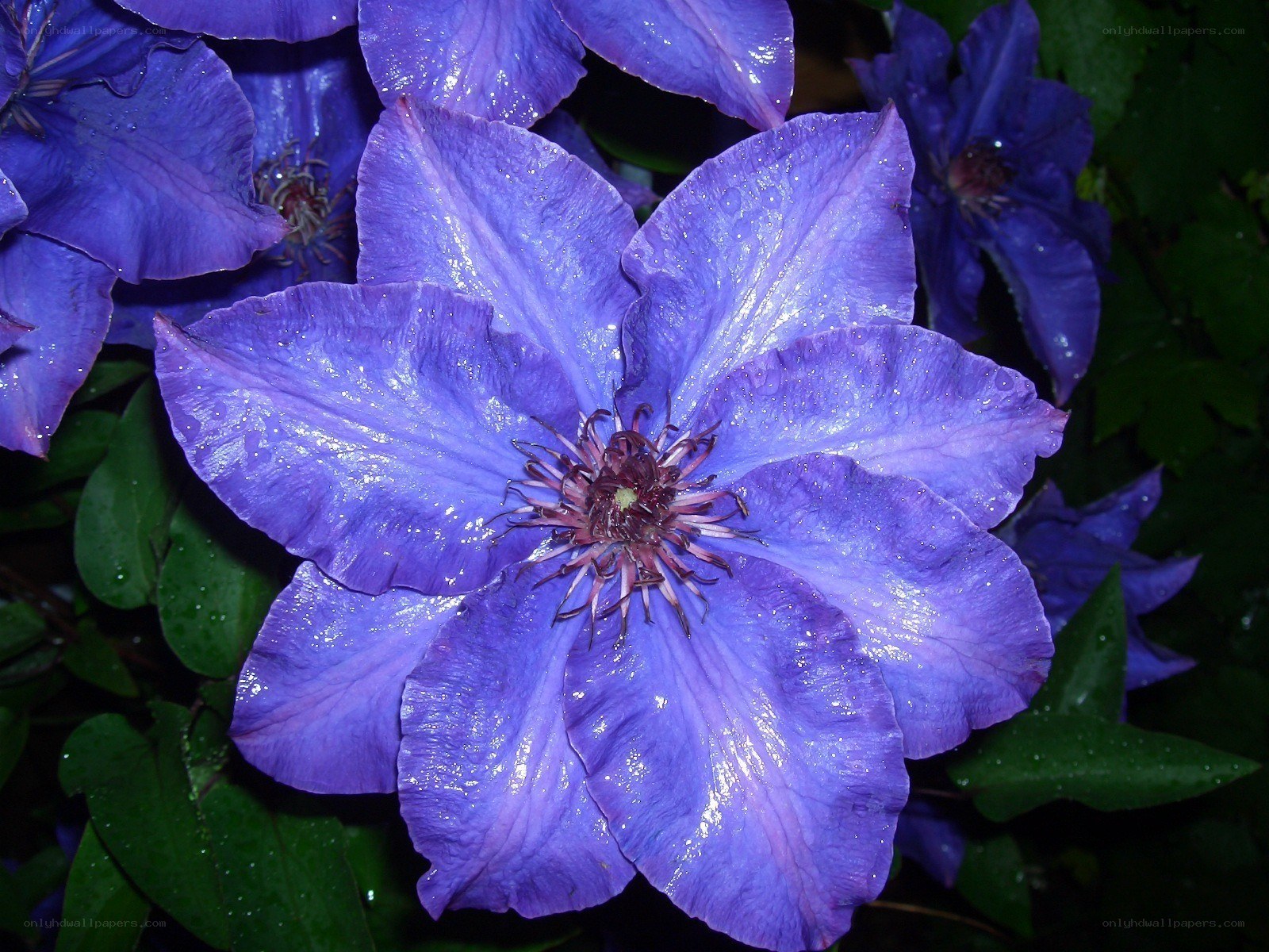 purple clematis flower