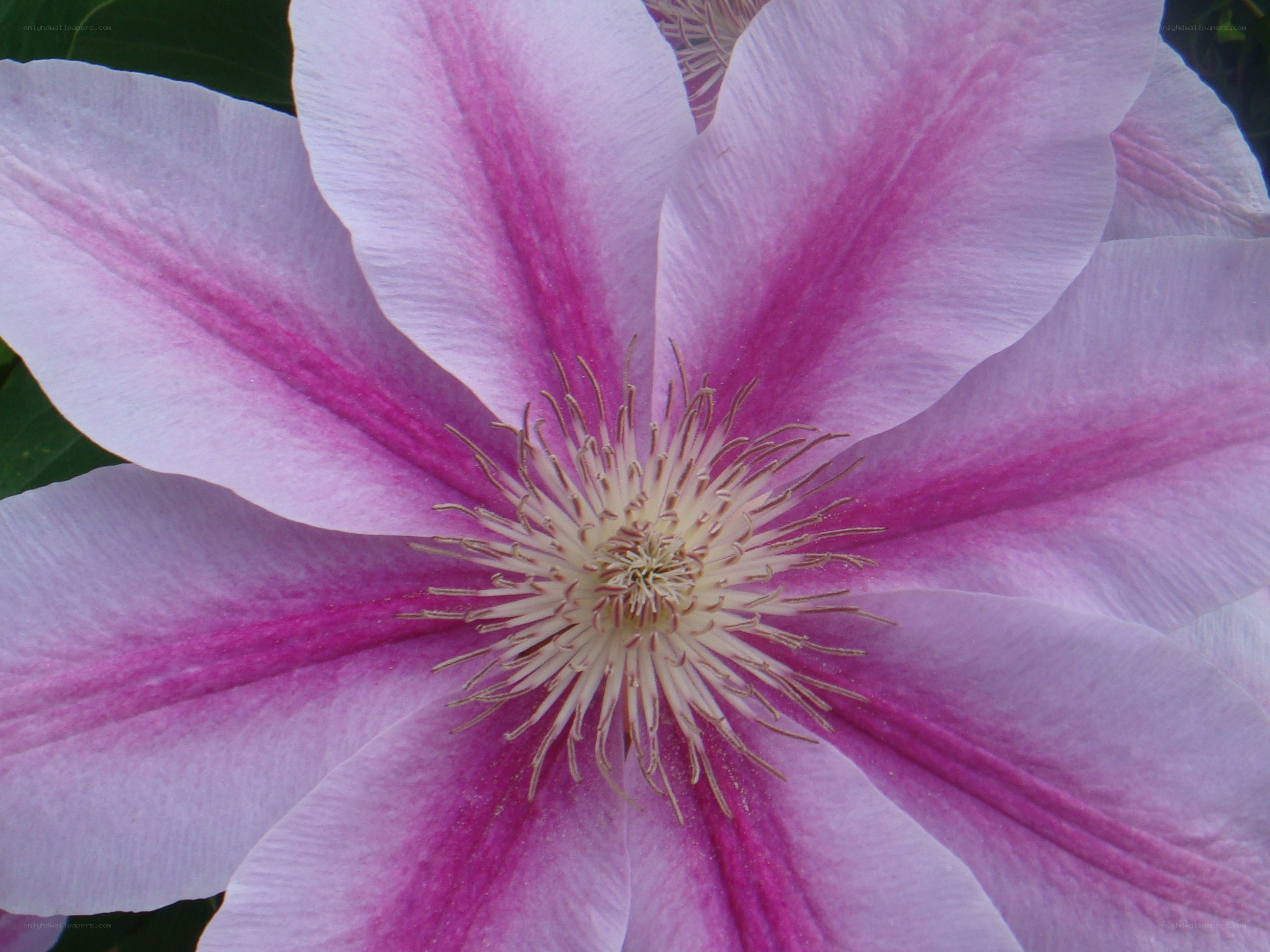 purple clematis flower