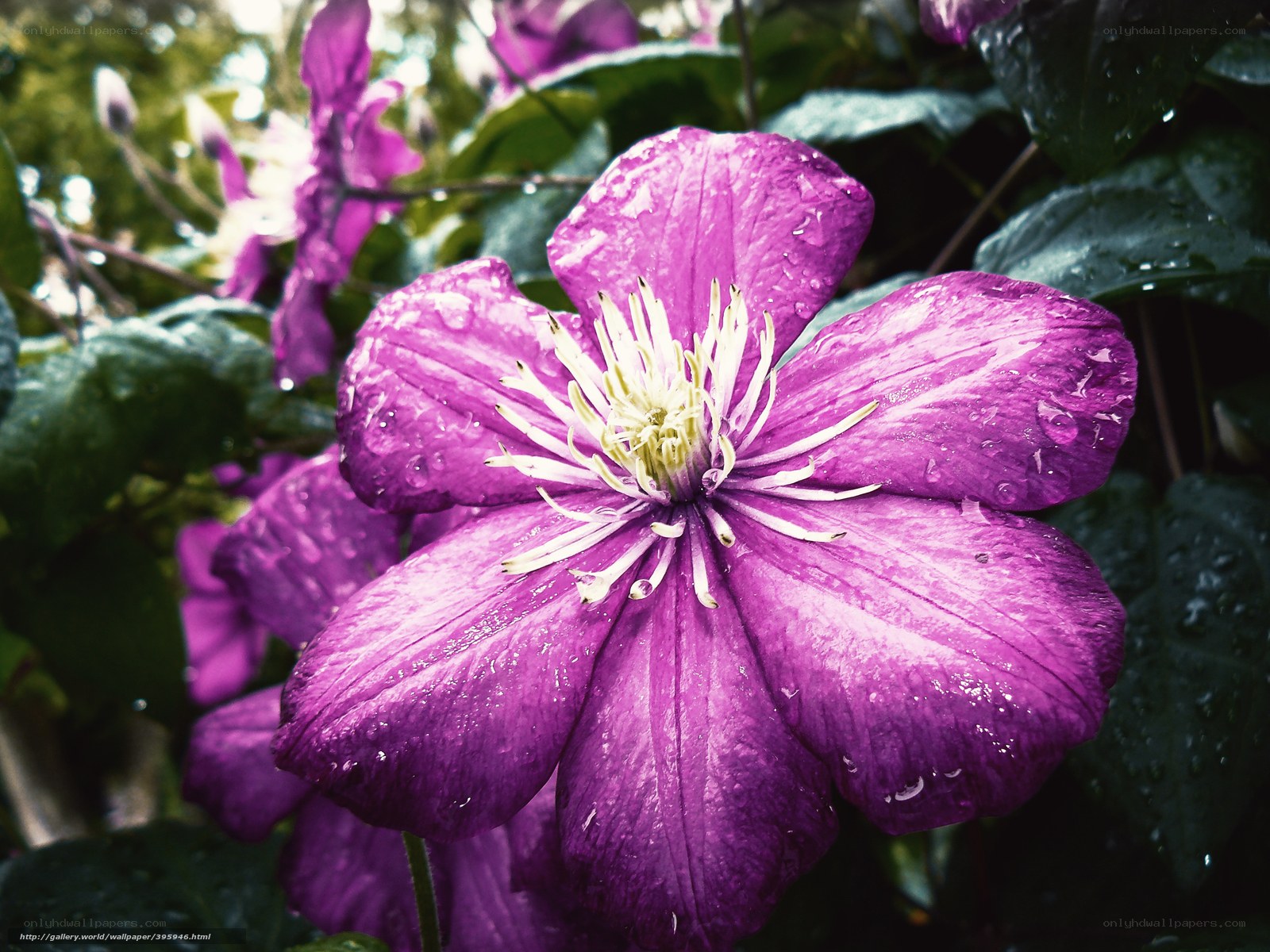 purple clematis flower