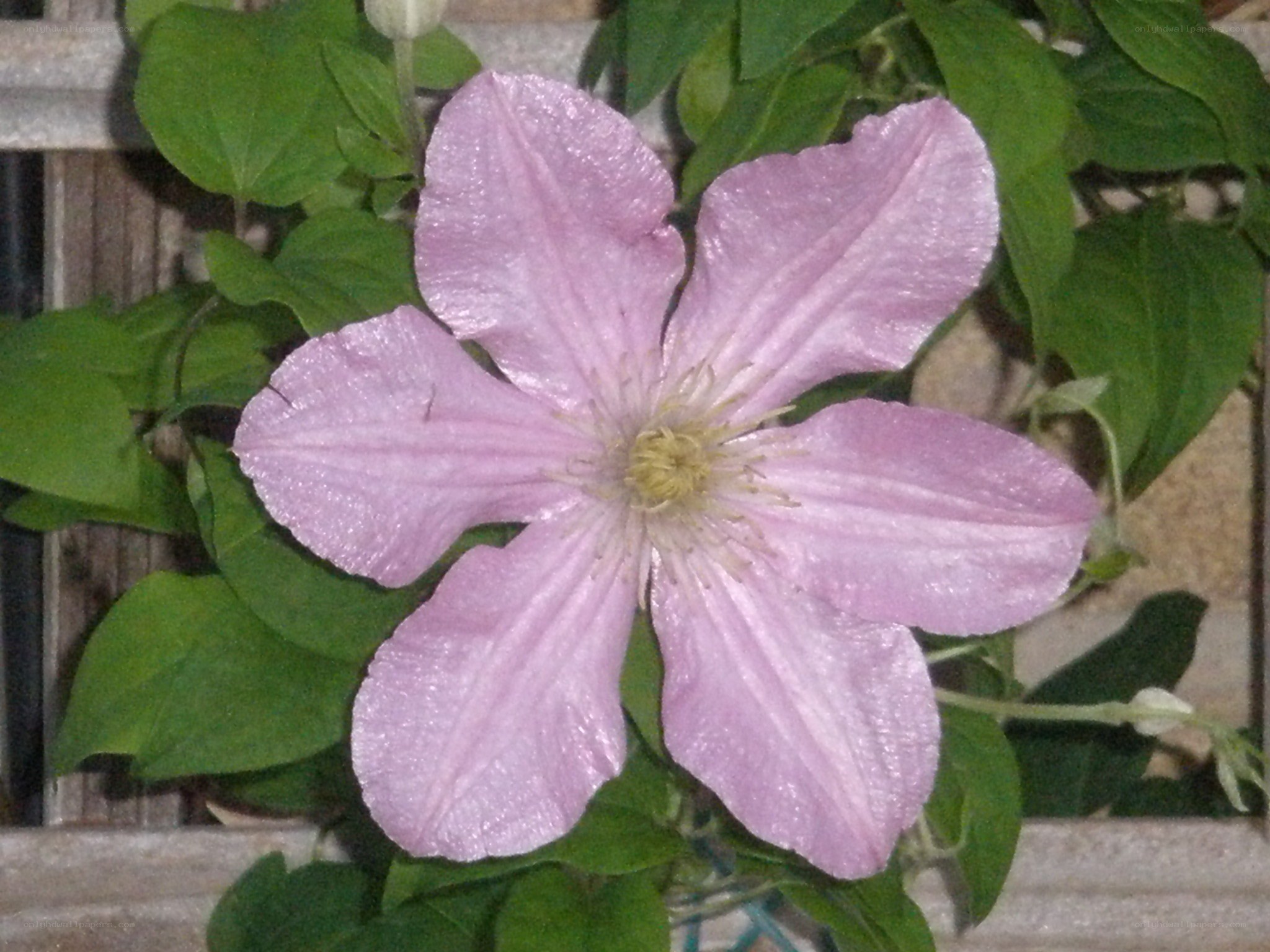 purple clematis flower