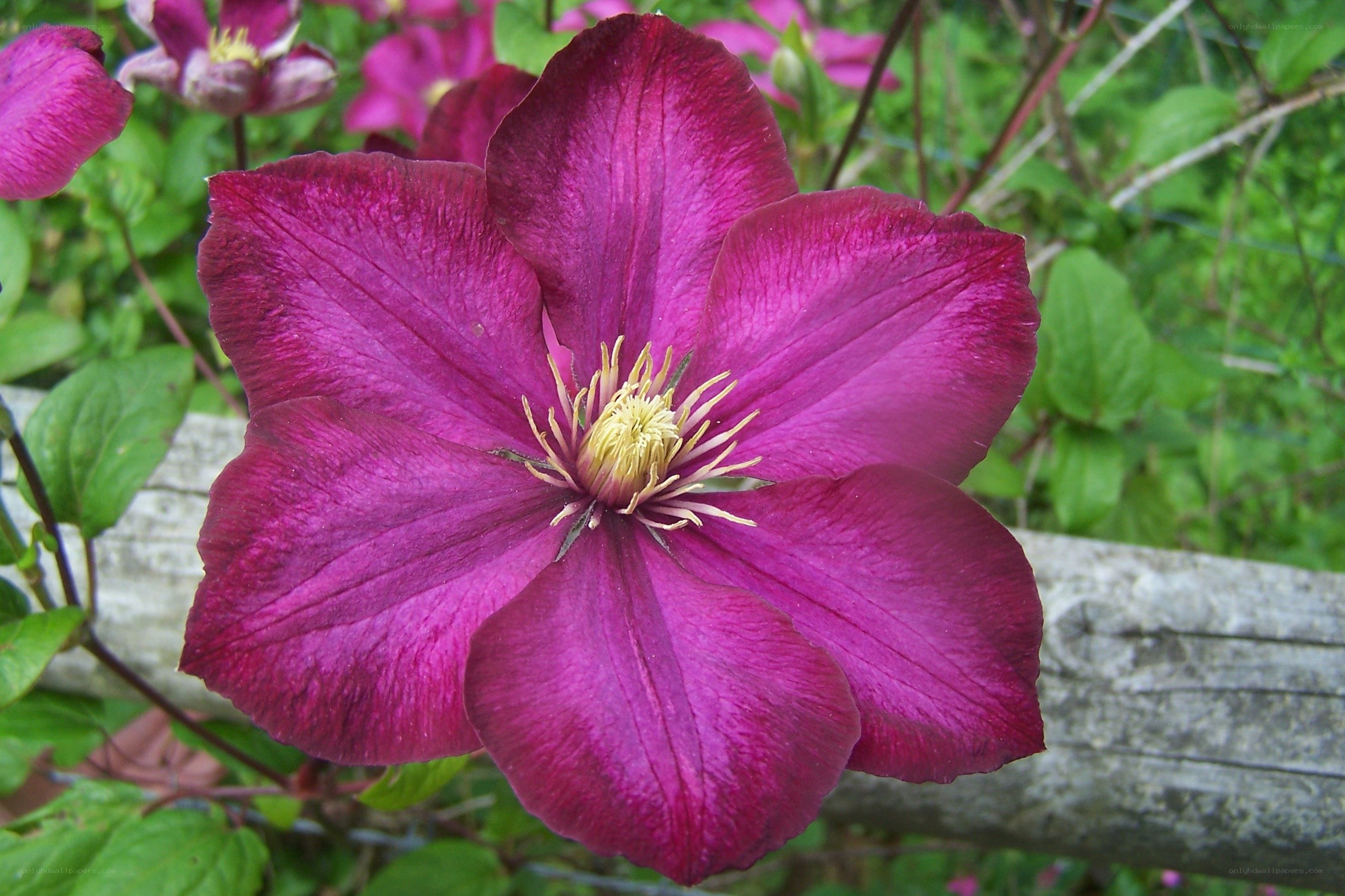 purple clematis flower