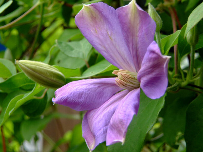purple clematis flower