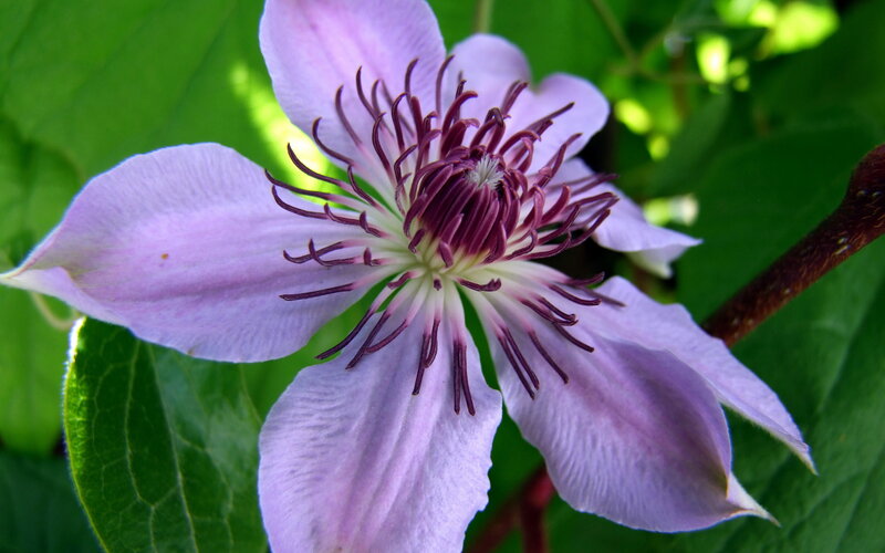 purple clematis flower