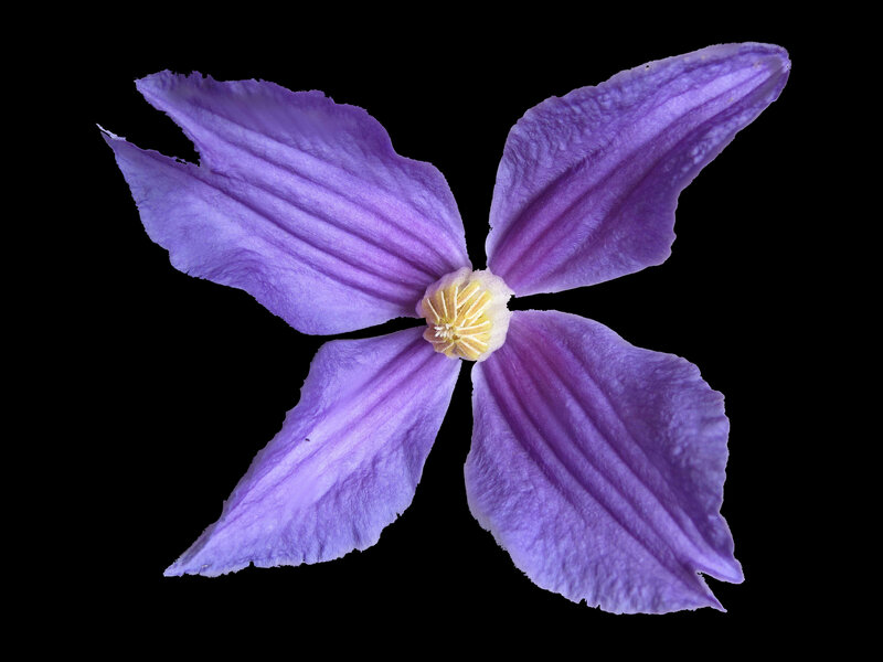 purple clematis flower