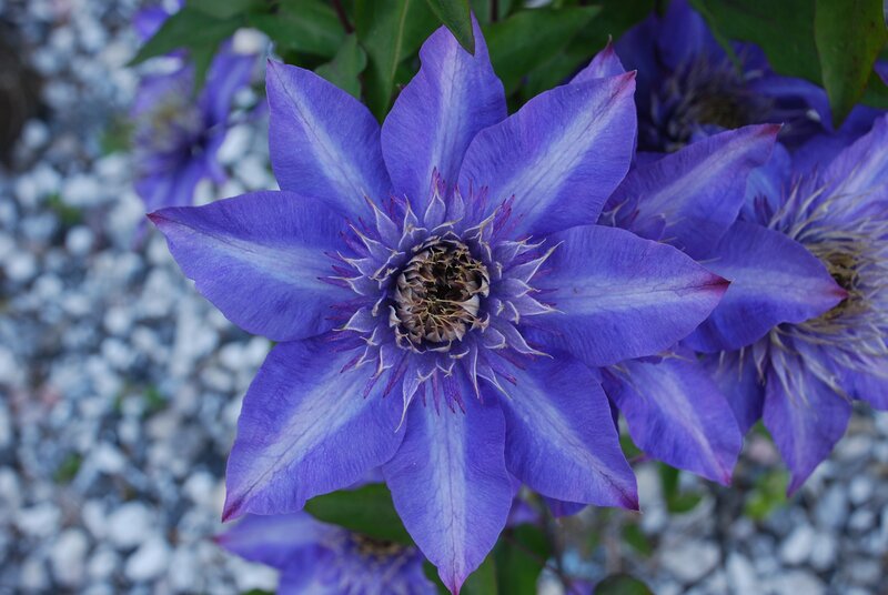 purple clematis flower