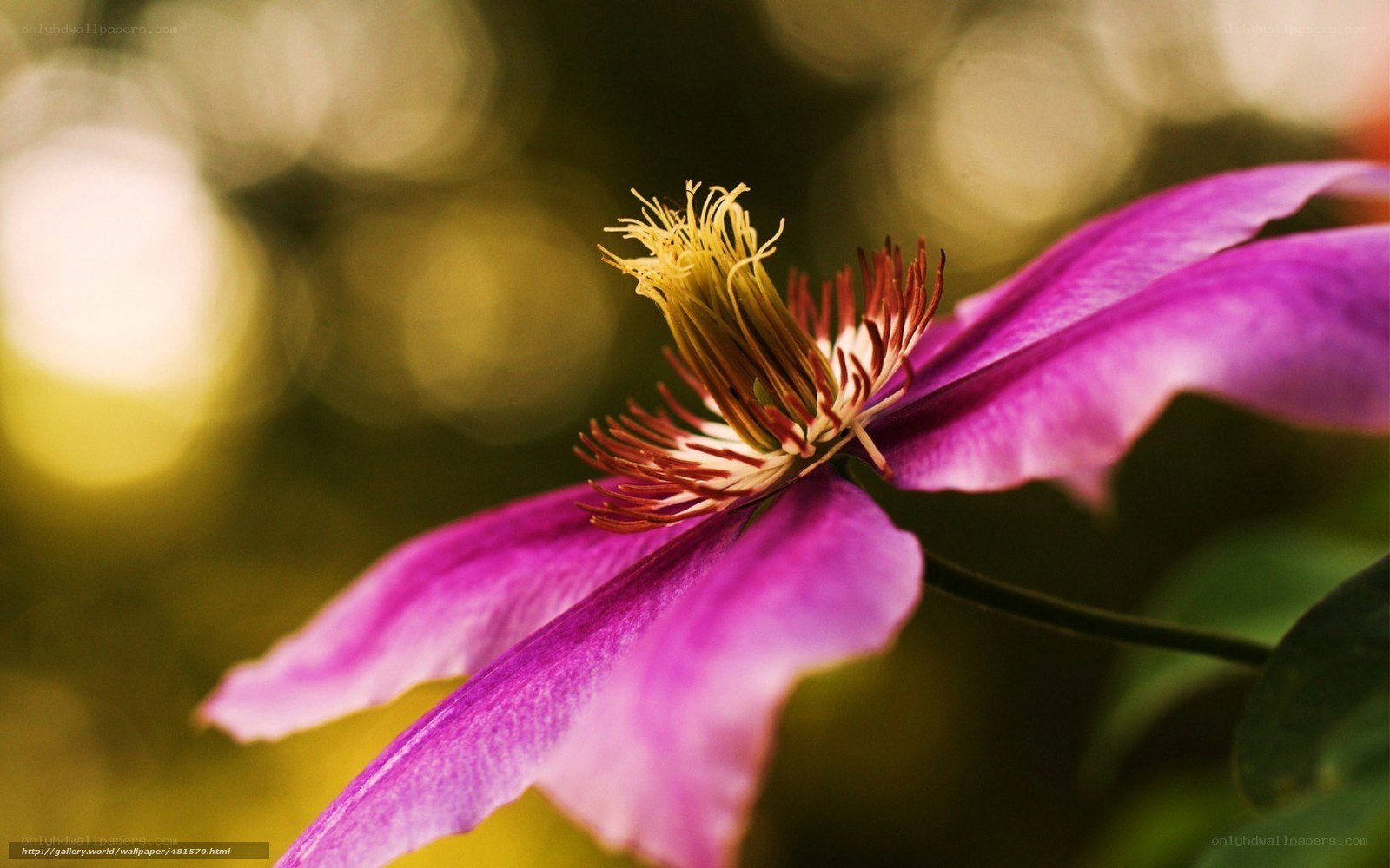 purple clematis flower